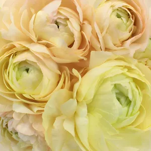 Champagne Italian Cloony Ranunculus