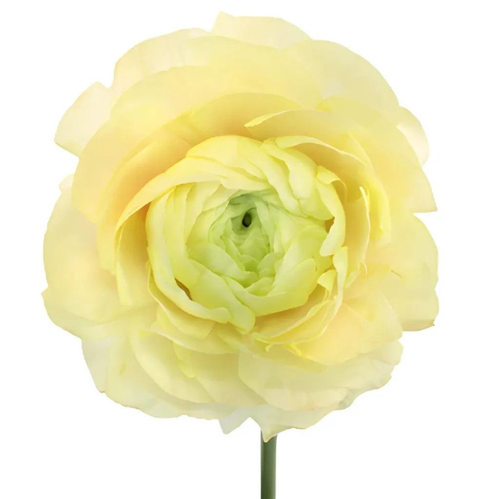 Champagne Italian Cloony Ranunculus