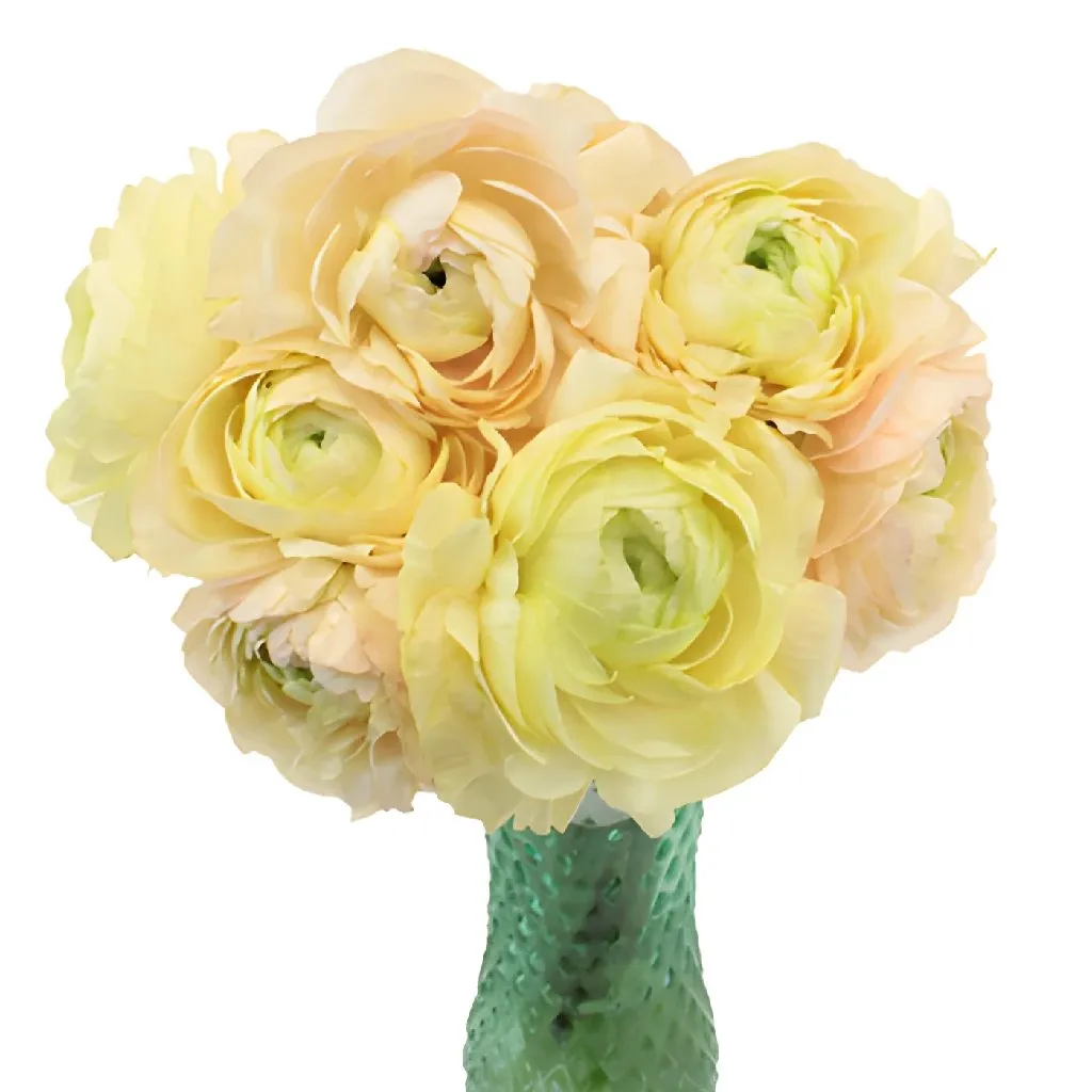 Champagne Italian Cloony Ranunculus