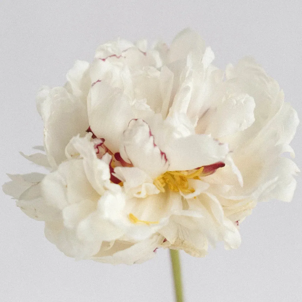 Fiesta White Peony Flowers for August Delivery