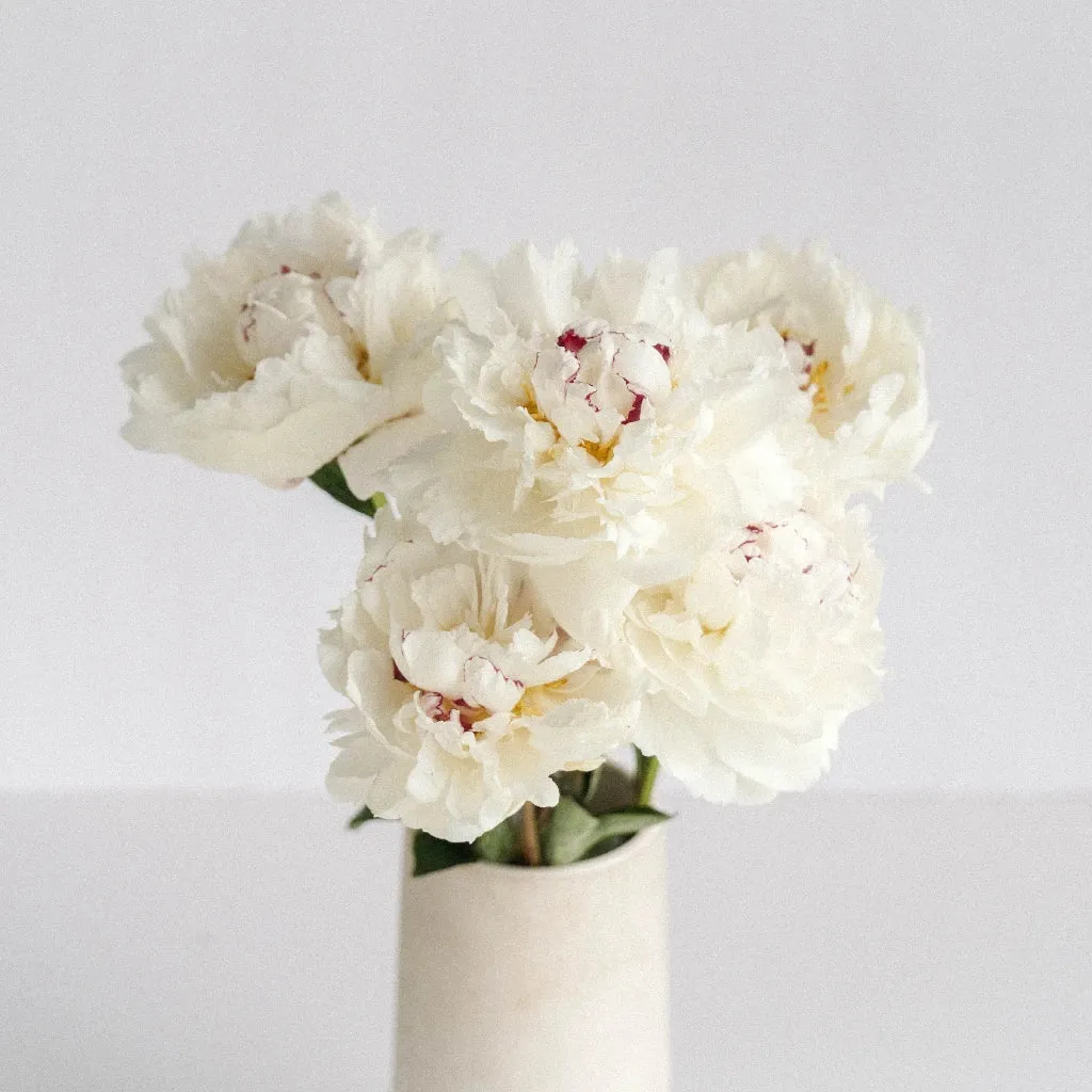 Fiesta White Peony Flowers for August Delivery