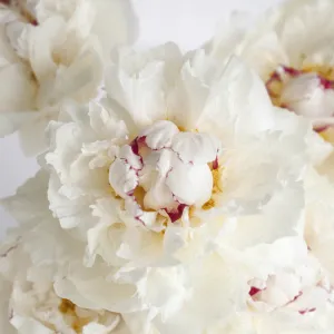 Fiesta White Peony Flowers for August Delivery