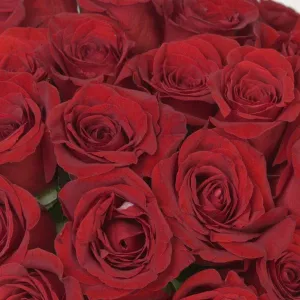 Freedom Red Rose
