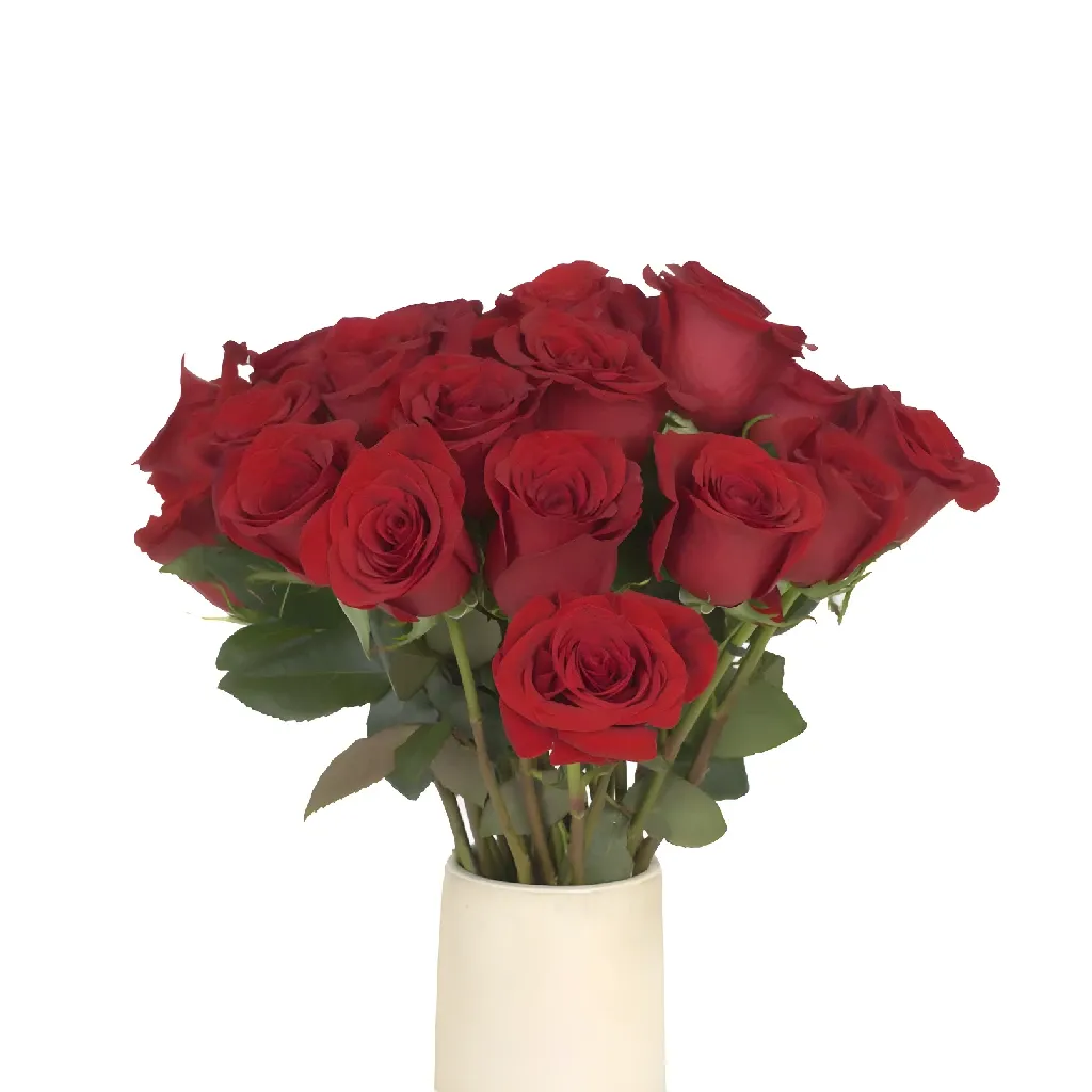 Freedom Red Rose