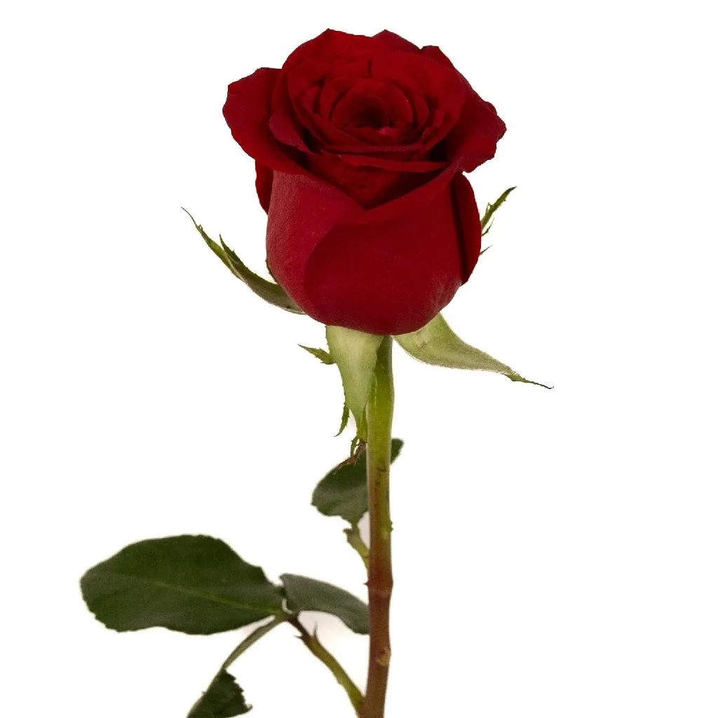 Freedom Red Rose