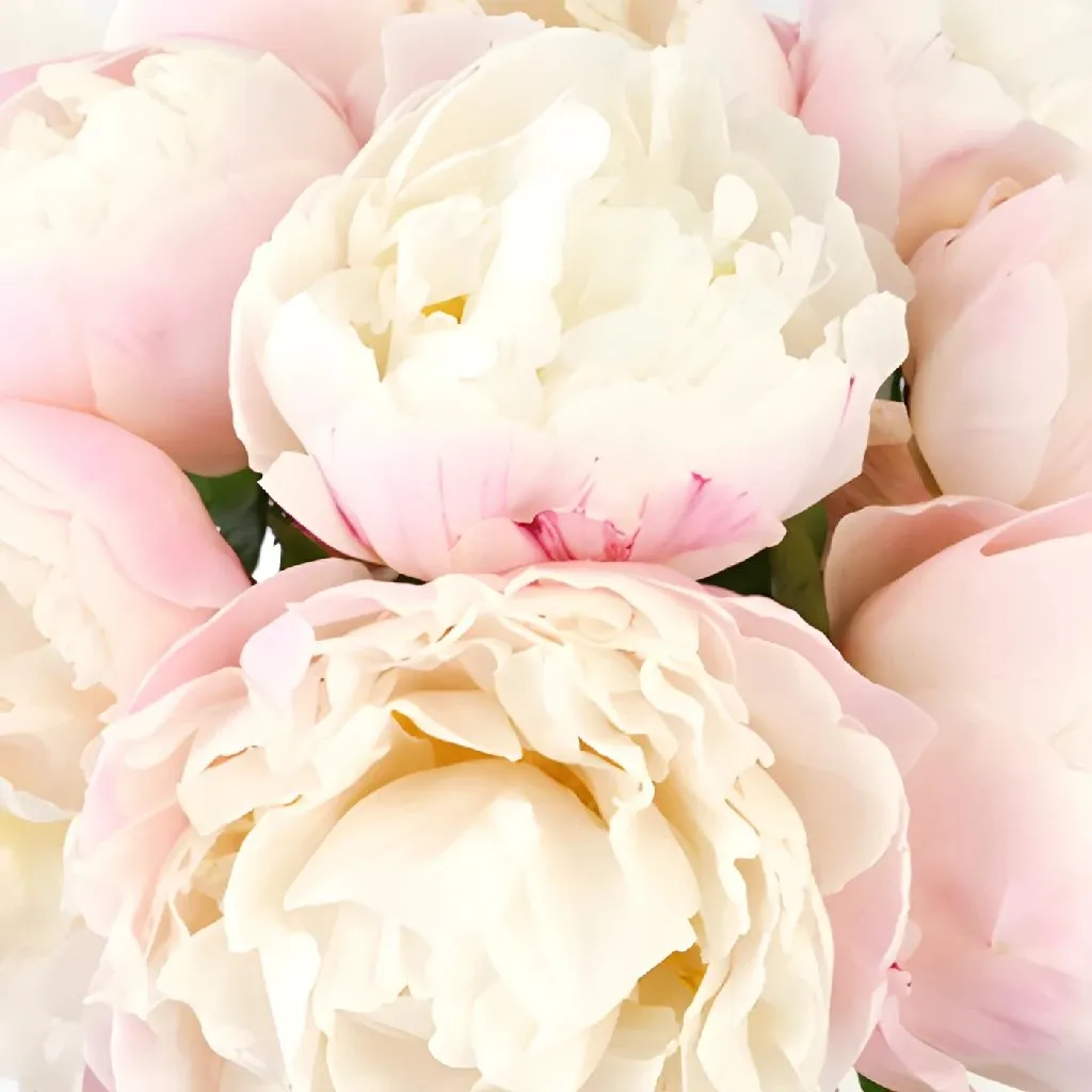 Gardenia Blush Peonies for November Delivery