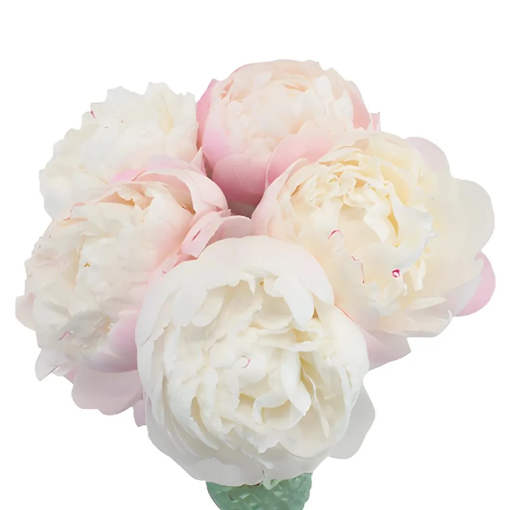 Gardenia Blush Peonies for November Delivery