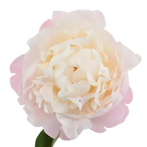 Gardenia Blush Peonies for November Delivery