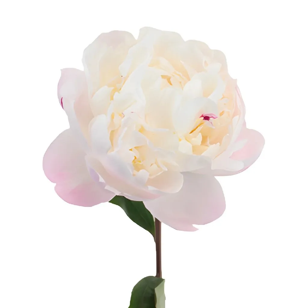 Gardenia Blush Peonies for November Delivery