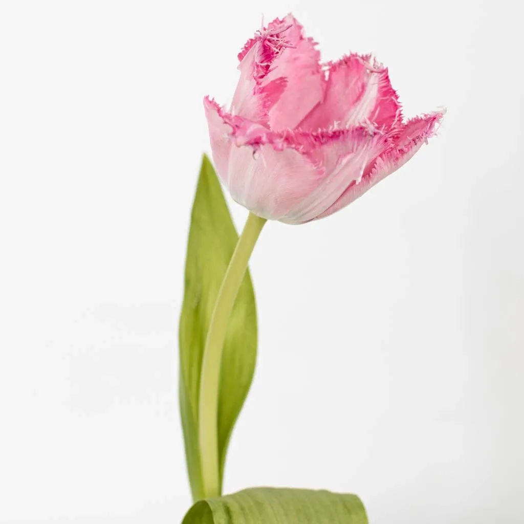 Rose Quartz Fringed Tulips