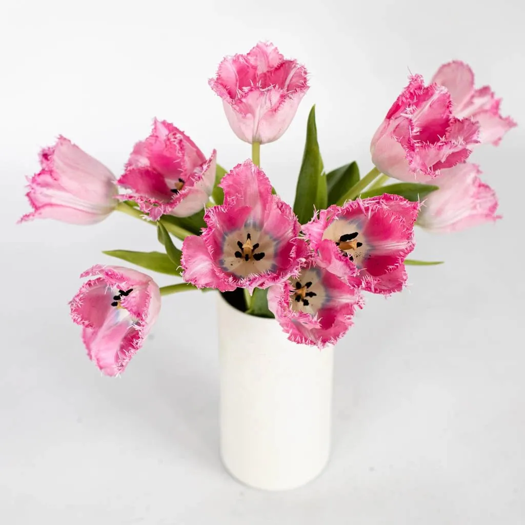 Rose Quartz Fringed Tulips