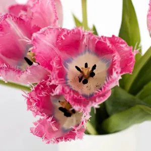 Rose Quartz Fringed Tulips