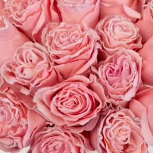 Tinted Light Pink Fuzzy Roses