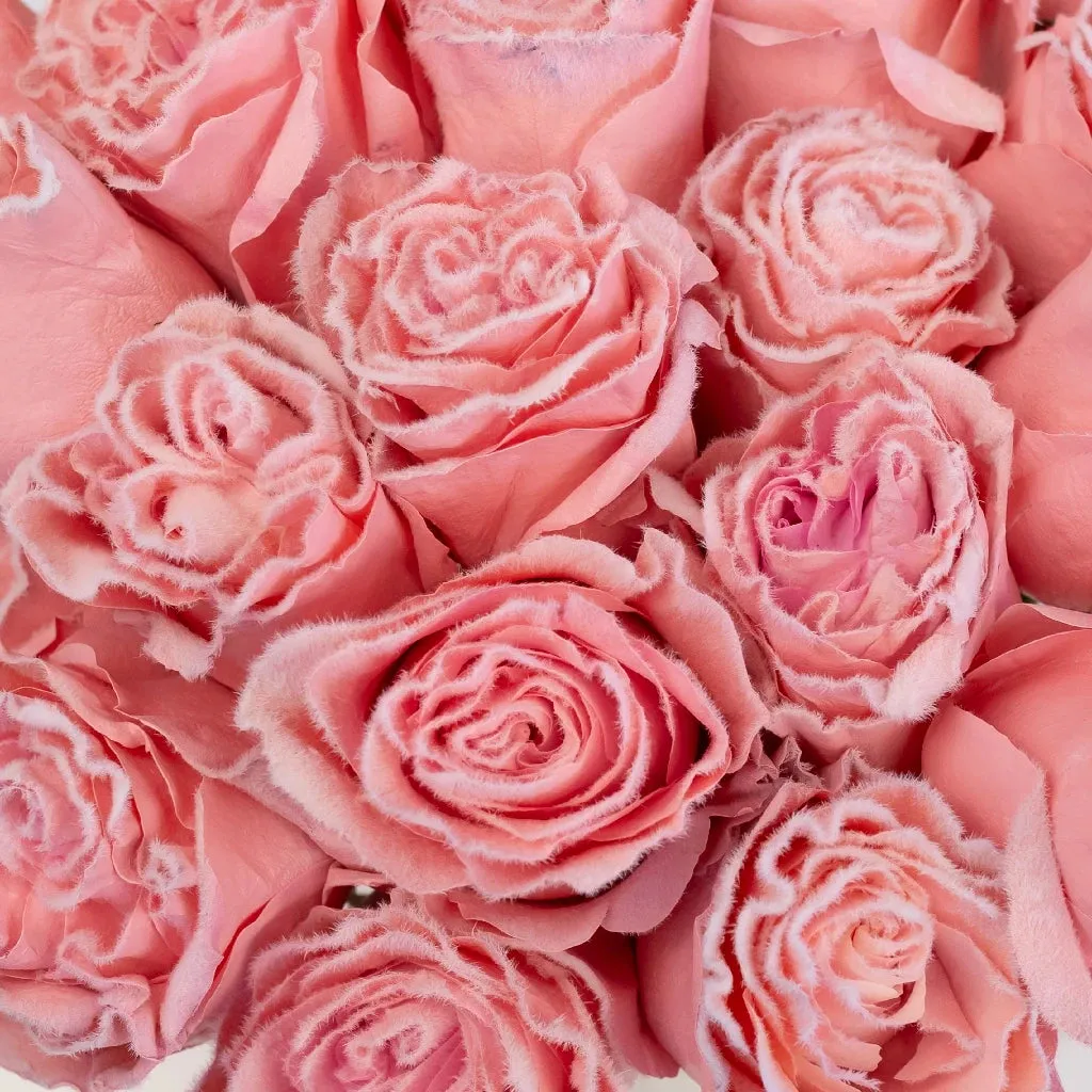 Tinted Light Pink Fuzzy Roses