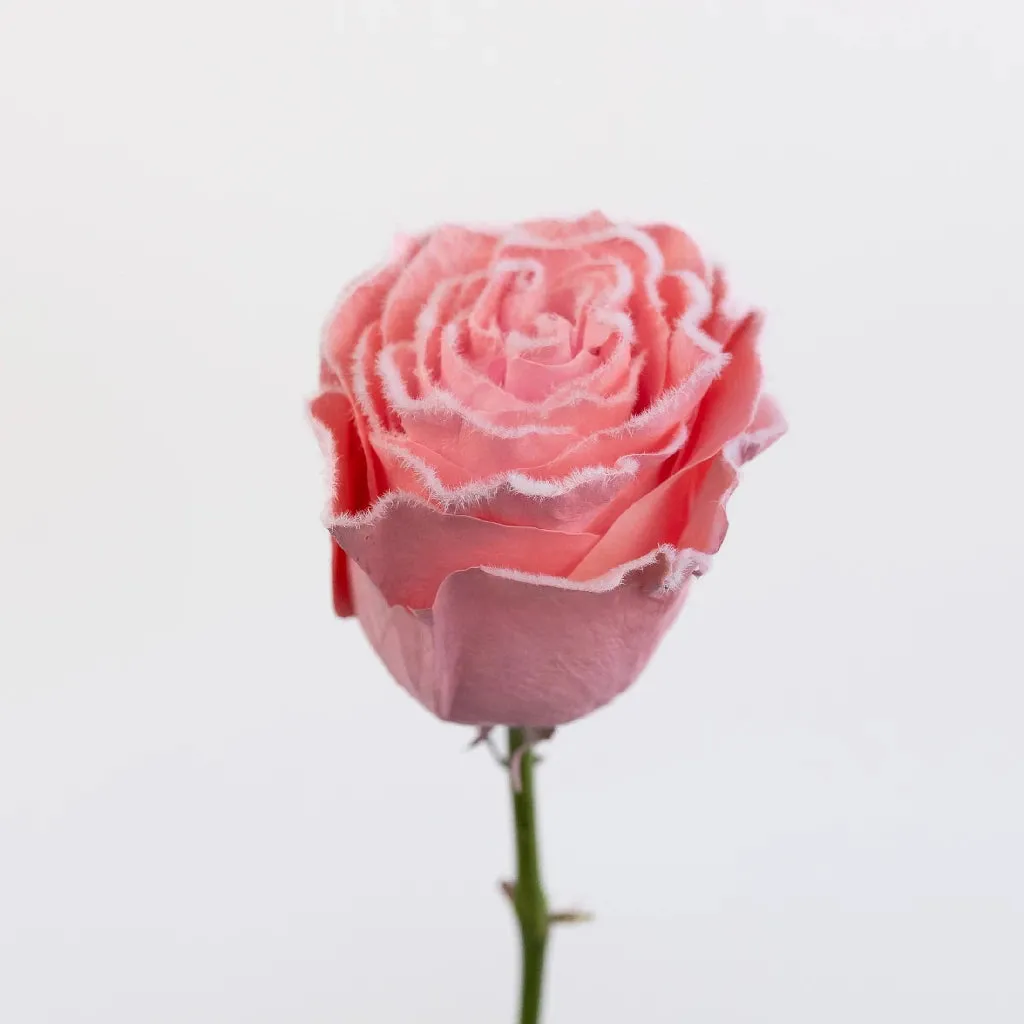 Tinted Light Pink Fuzzy Roses